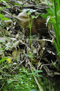 Conopodium pyrenaeum