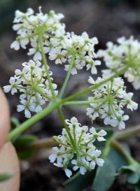 Conopodium pyrenaeum