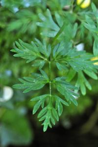 Conopodium pyrenaeum