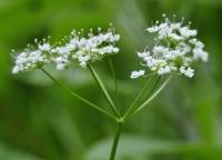 Conopodium majus