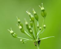 Conopodium majus