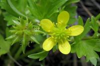 Ranunculus muricatus