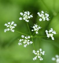 Conopodium majus