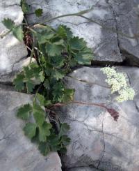 Pimpinella tragium