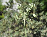 Pimpinella tragium