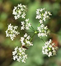 Pimpinella saxifraga