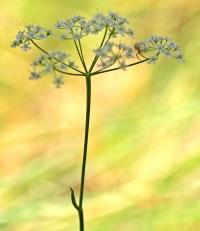 Pimpinella saxifraga