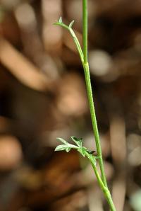 Pimpinella saxifraga