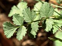 Pimpinella saxifraga