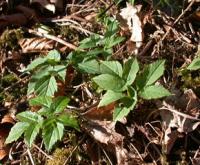 Aegopodium podagraria