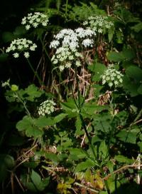 Aegopodium podagraria