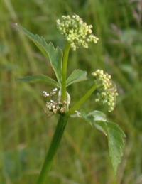 Aegopodium podagraria