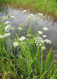 Sium latifolium