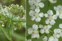 Berula erecta