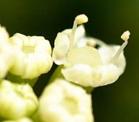 Crithmum maritimum