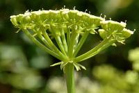 Crithmum maritimum