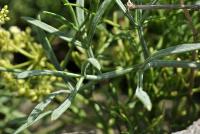 Crithmum maritimum