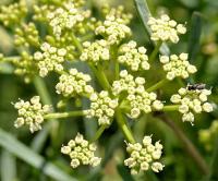 Crithmum maritimum