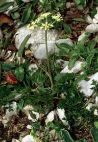 Dethawia splendens 