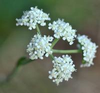 Seseli montanum subsp. montanum