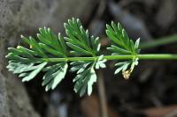 Seseli montanum subsp. montanum