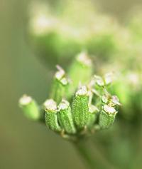 Seseli montanum subsp. montanum