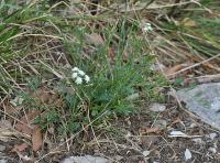 Seseli montanum subsp. montanum