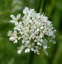 Oenanthe crocata