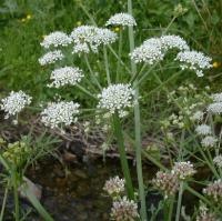 Oenanthe crocata