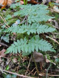 Dryopteris dilatata