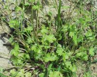 Ranunculus parviflorus