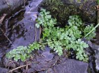 Oenanthe crocata