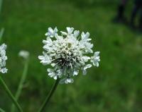 Oenanthe silaifolia