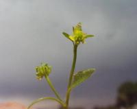 Ranunculus parviflorus