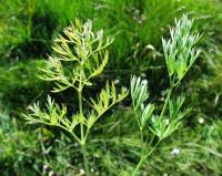 Oenanthe peucedanifolia