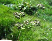 Oenanthe peucedanifolia