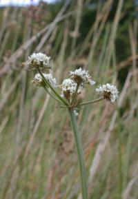 Oenanthe lachenalii