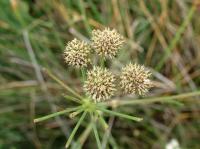 Oenanthe lachenalii