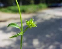 Ranunculus parviflorus