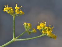 Foeniculum vulgare