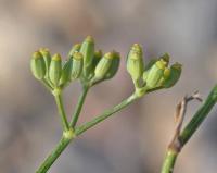 Foeniculum vulgare