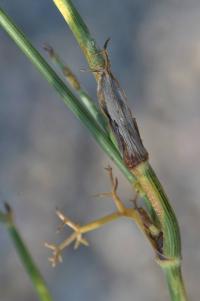 Foeniculum vulgare