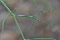 Foeniculum vulgare