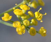 Foeniculum vulgare subsp. vulgare