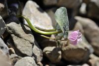 Ranunculus parnassiifolius subsp favargeri