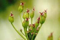 Meum athamanticum