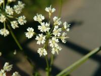 Physospermum cornubiense