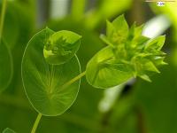 Bupleurum rotundifolium