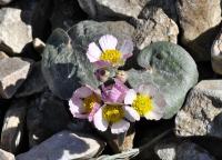 Ranunculus parnassiifolius subsp favargeri