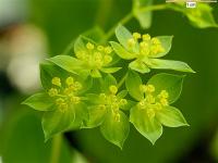 Bupleurum rotundifolium